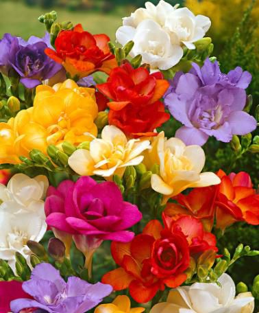 freesia mix