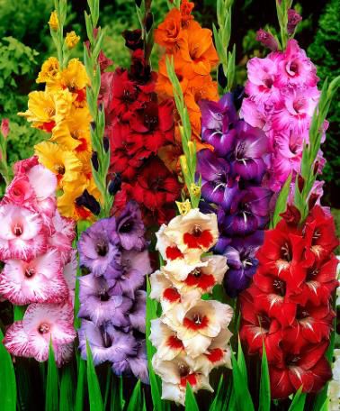 gladiole mix