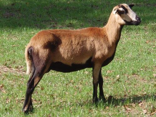 oaie american blackbelly (camerun)femele - VAND OI  CAMERUN si MIEI