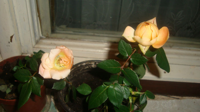 2.2 - Trandafiri pitici