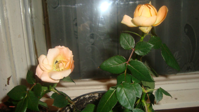 2.3 - Trandafiri pitici
