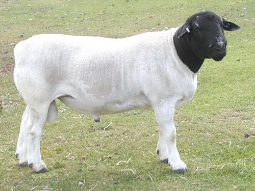 oaie dorper