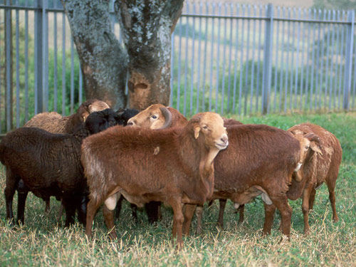 oaie red masai