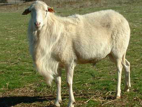 oaie st.croix.jpg1