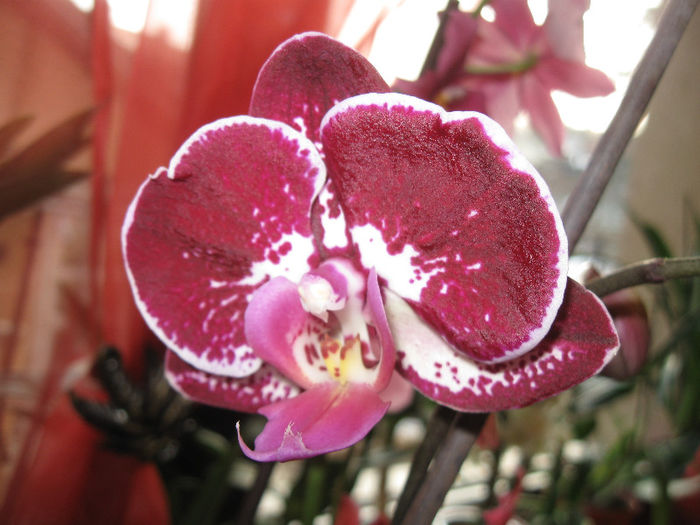 PHALAENOPSIS