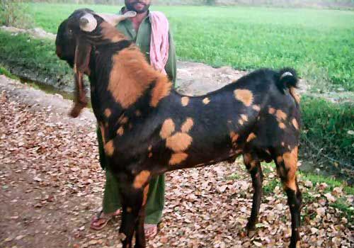 capre kamori - Cel mai mare capra din lumea