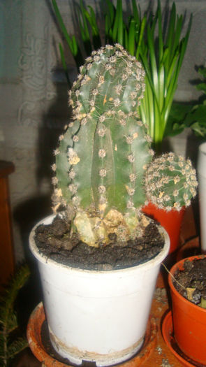  - Cactusi diversi