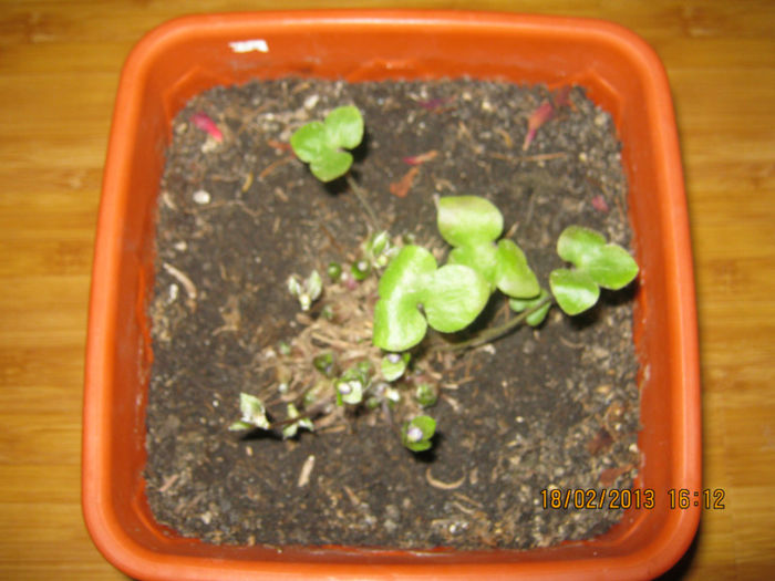 IMG_0587 - Flori februarie 2013