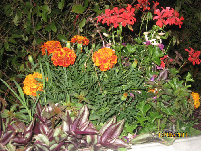 IMG_0375 - De prin lume adunate