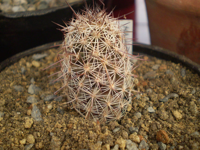 Mammillaria microcarpa