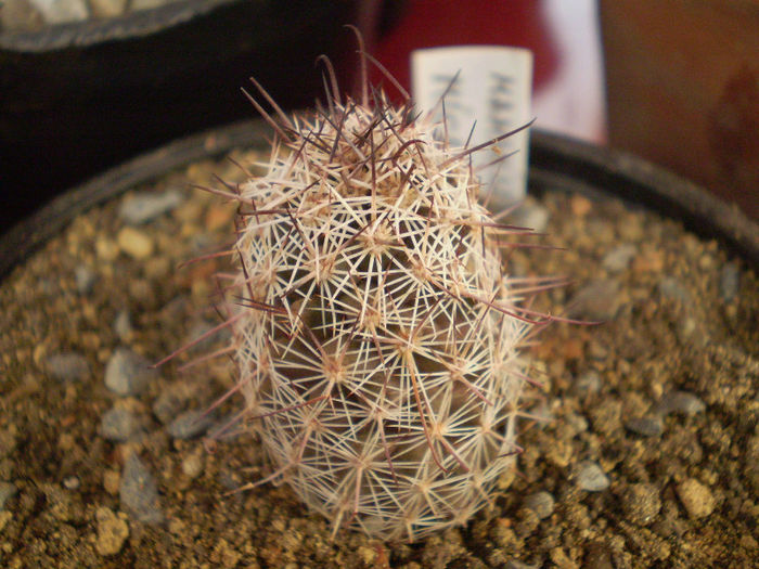 Mammillaria microcarpa - Mamm 2013