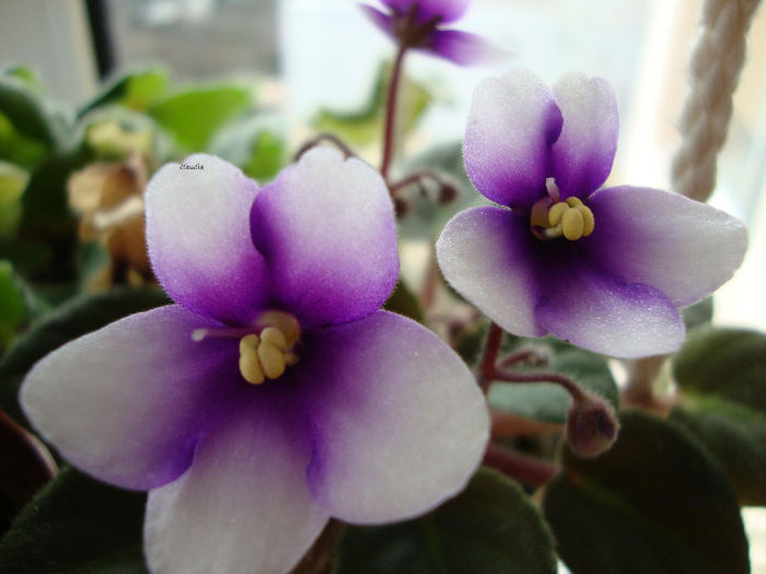 DSC06663 - Violete 2013