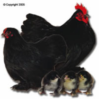 BANTAM_COCHIN_BLACK