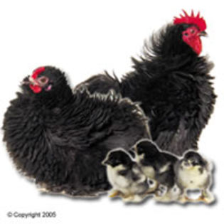 bantams_cochin_frizzle_black