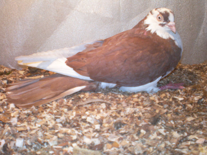 mascul 2012 joc morisca strans si des