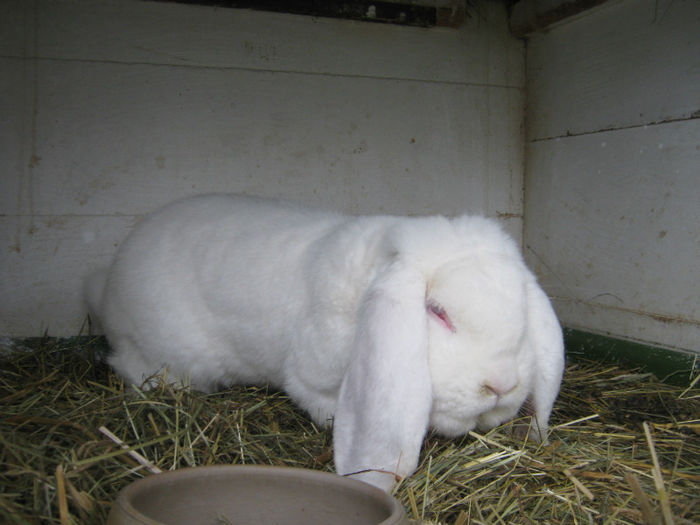 22-24 feb-2013 expo Brasov - 7-anunt important