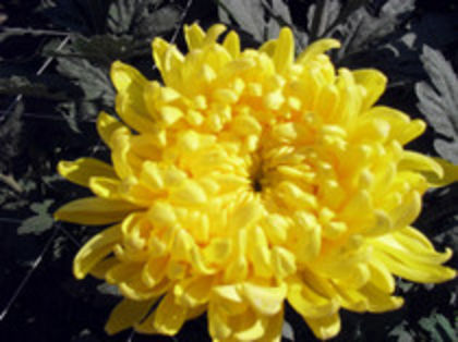 49023086 - Crizanteme achizitii aprilie 2013