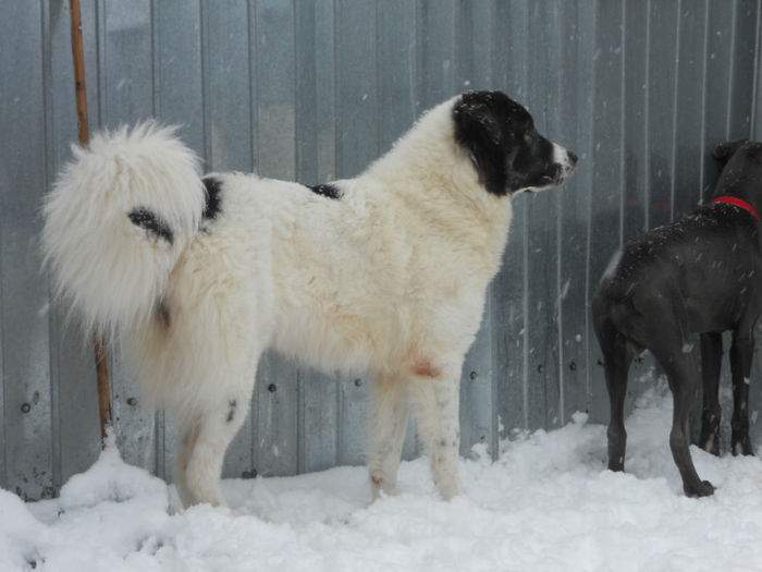 2 ani-40 kg - 08-- Sheeva -- paznica de nadejde