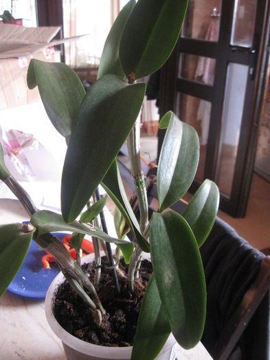 CATTLEYA; De la Madalina
