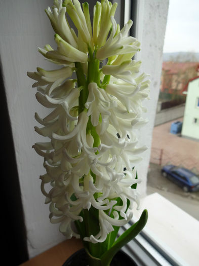 DSC01202 - Hyacinthus alb