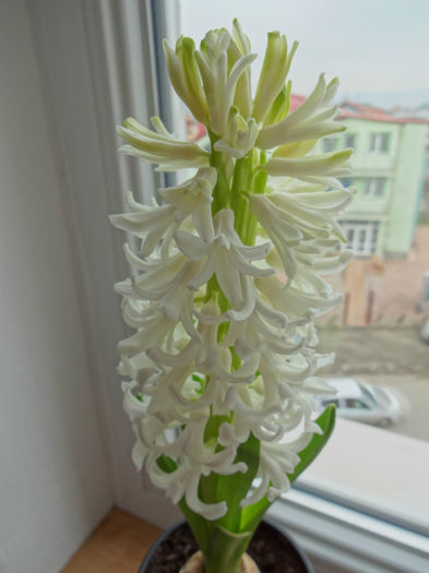 DSC01203 - Hyacinthus alb