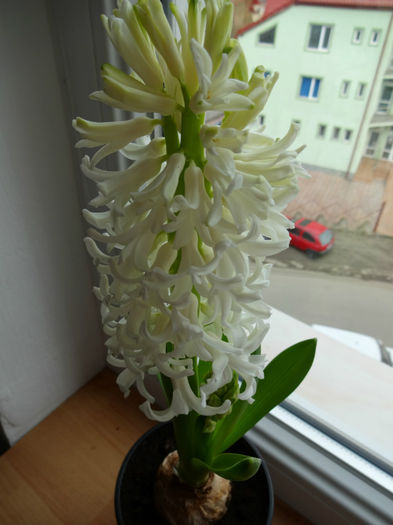 DSC01204 - Hyacinthus alb