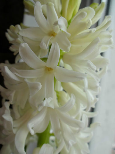 DSC01205 - Hyacinthus alb