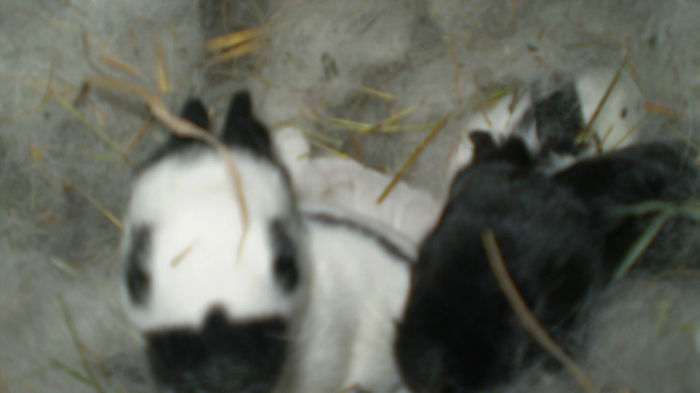 acelasi cuib - poze iepuri 20 02 2013