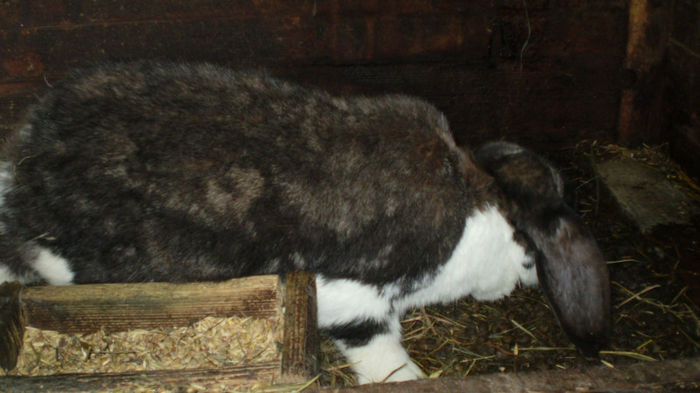fem 5 - poze iepuri 20 02 2013