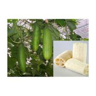 CASTRAVETI LUFFA CYLINDRICA - CASTRAVETI LUFFA CYLINDRICA-burete vegetal