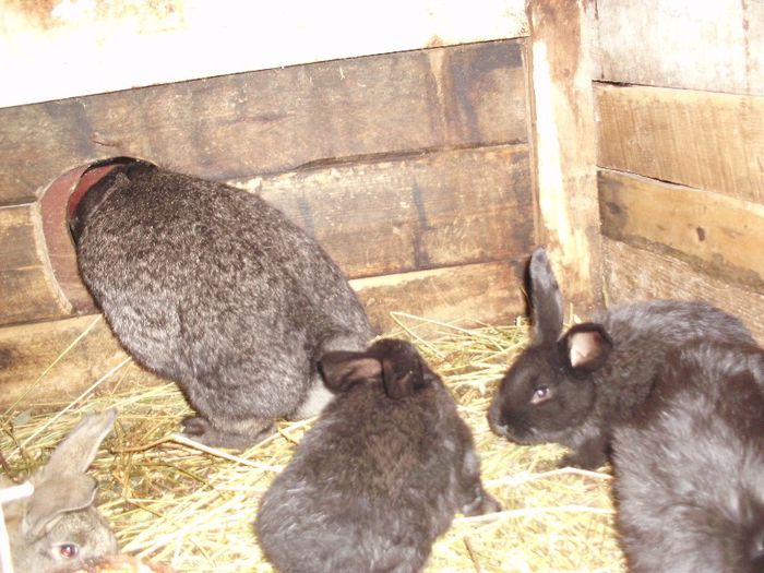 pui u german 7 saptamani - iepuri de vinzare 2013