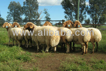 AWASI_SHEEP