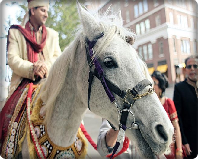 ● Baraat ● - x - Ritualuri nunta indiana