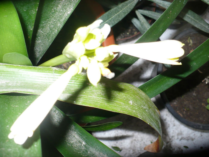 Clivia cyrtanthiflora