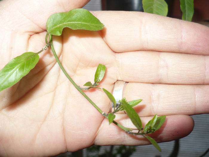 Solanum jasminoides boboci