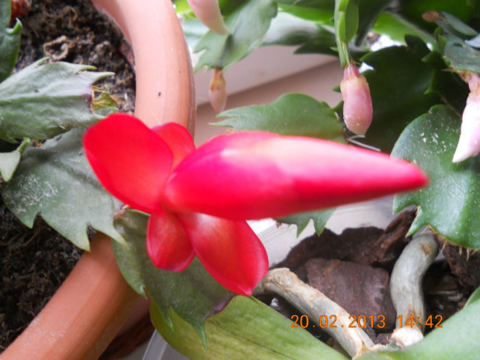 DSCN2665 - Schlumbergera 2012-2013