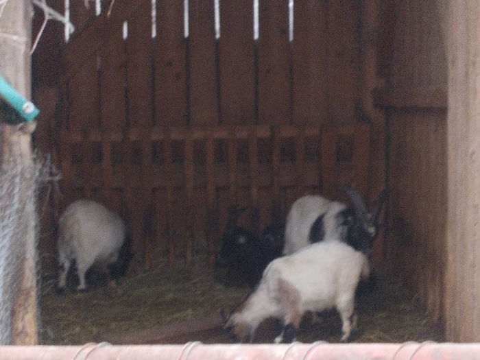 DSCN6785_2263