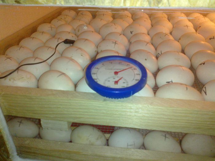 90 oua de gaina si peste 3 zile bag si cele de prepelita....... - 2-  Proiect nou Incubator 110 oua gaina si eclozor de 110 oua-DE VANZARE