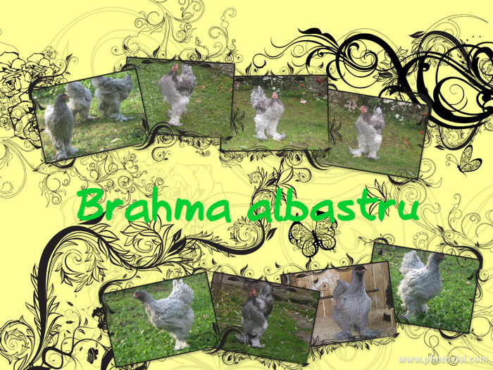 Brahma albastru