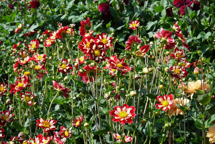 20120825_039 - Insel Mainau
