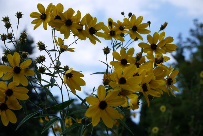 20120825_044 - Insel Mainau