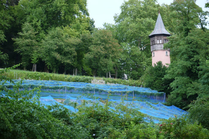 20120825_049 - Insel Mainau