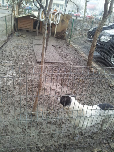 Maidanez De Bucuresti