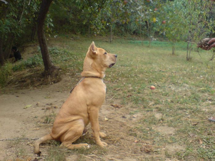 DSC03346 - cainele meu presa canario