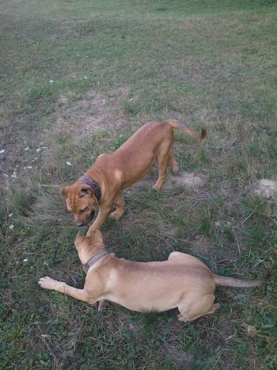 2012-08-20 18.36.48 - cainele meu presa canario