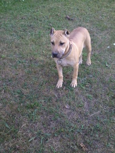 2012-08-20 18.46.07 - cainele meu presa canario