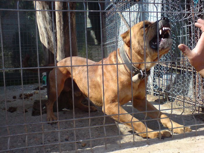 DSC03415 - cainele meu presa canario