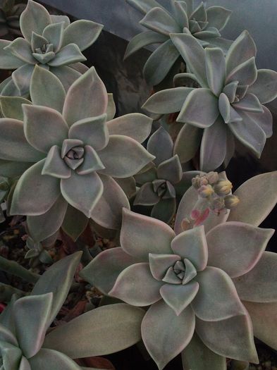 Graptopetalum paraguayense - Graptopetalum paraguayense