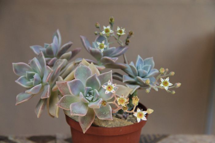 Graptopetalum paraguayense