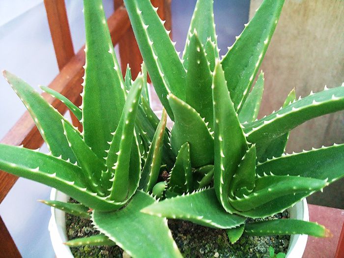 Aloe x delaetii = aloe ciliaris x aloe succotrima